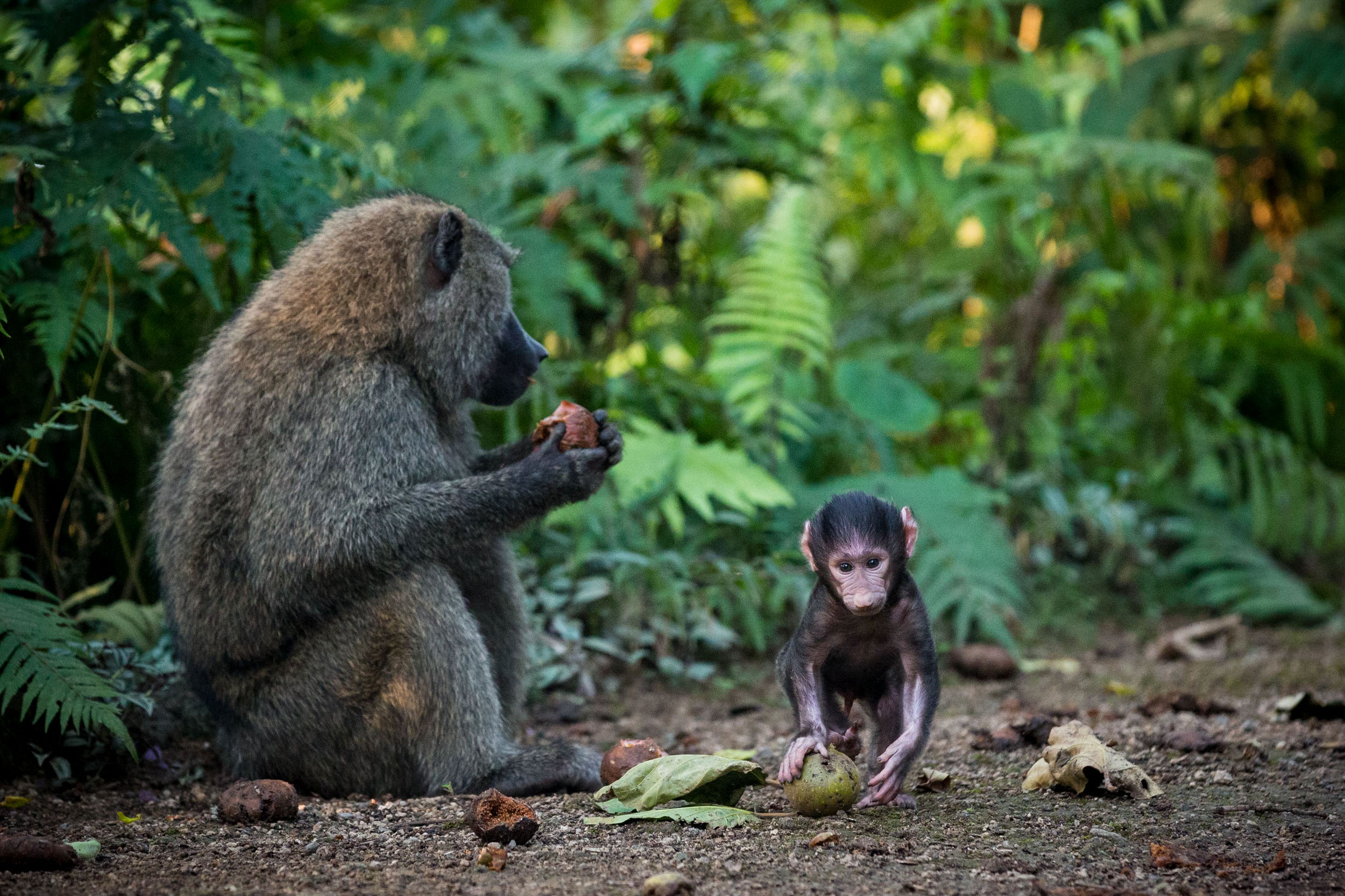 Congo-013
