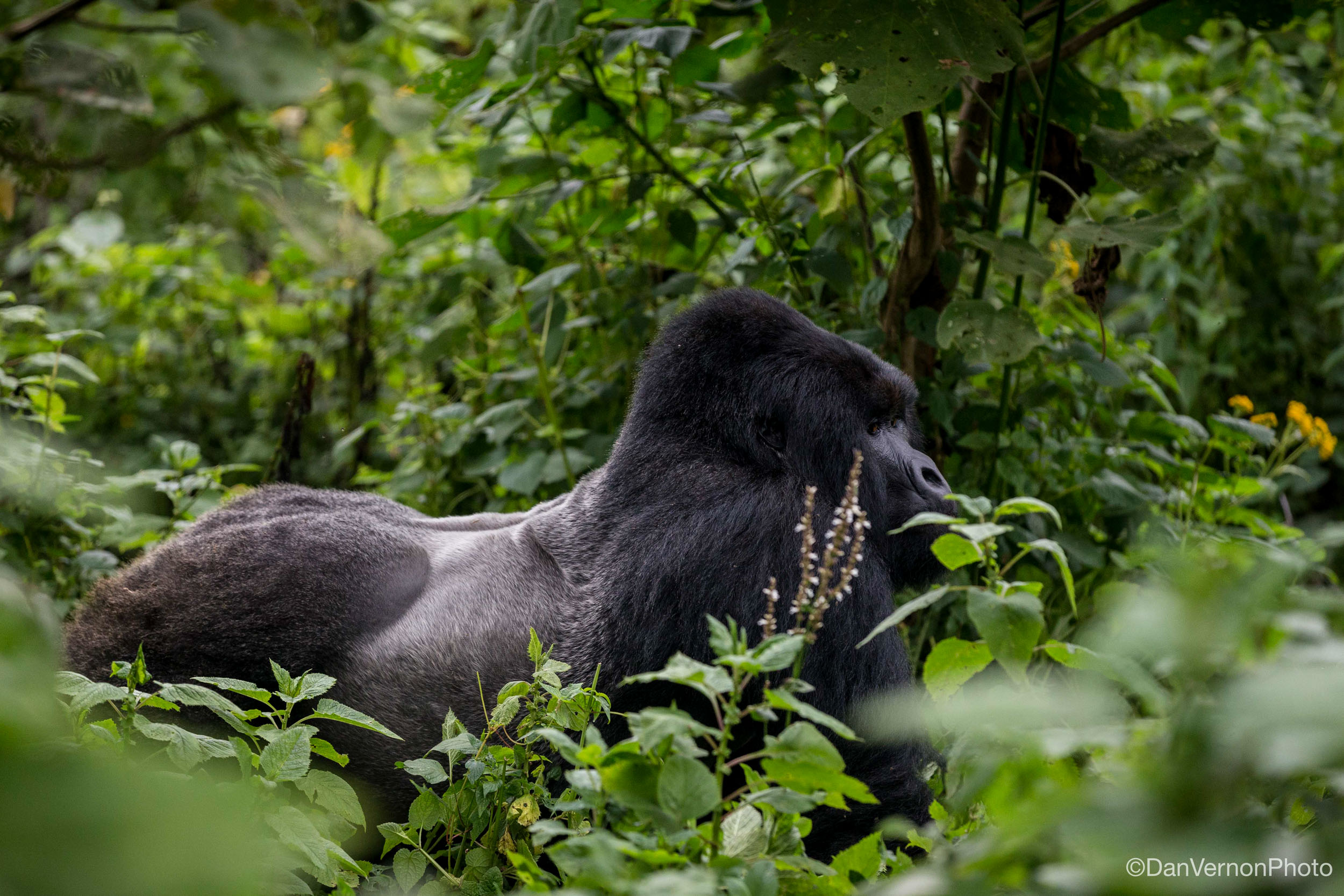 Congo-074