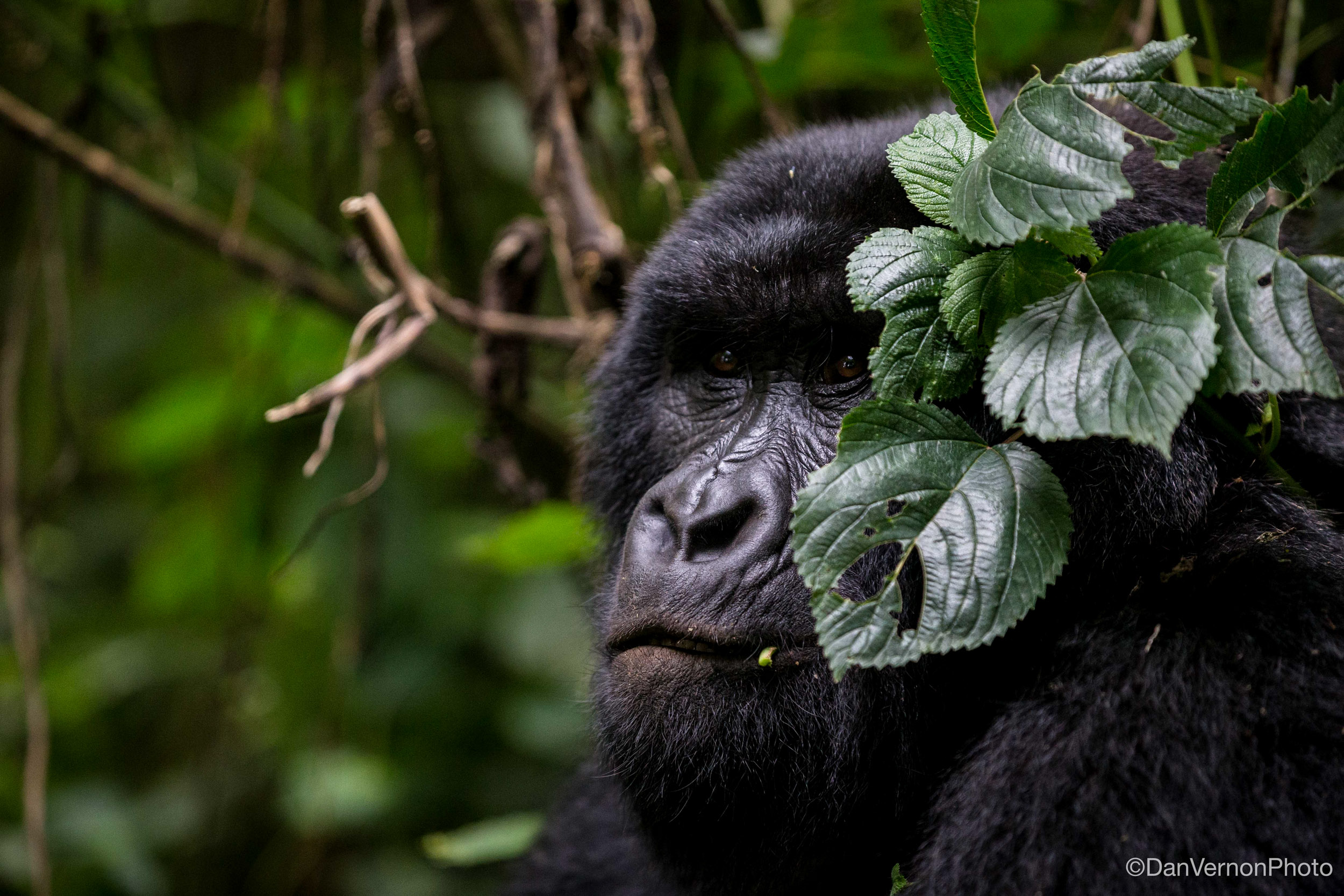 Congo-079